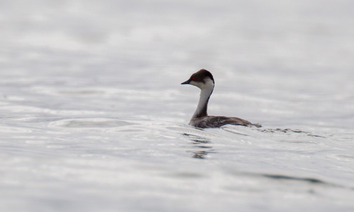 Silvery Grebe - ML620714537