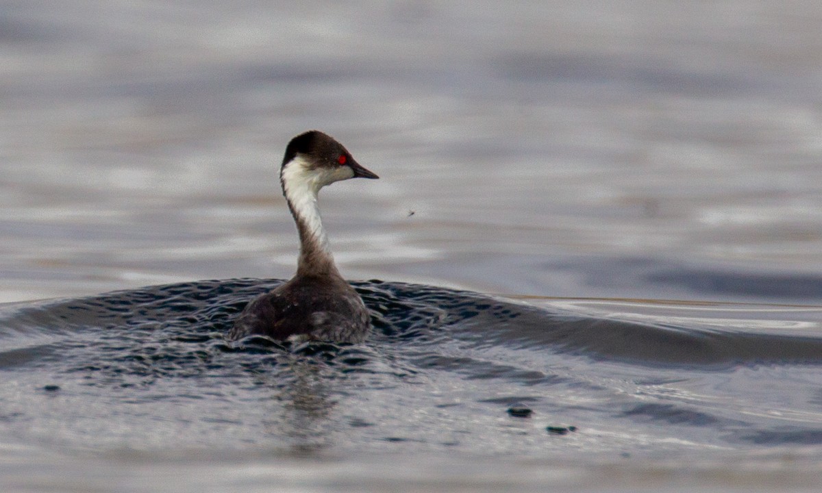 Silvery Grebe - ML620714539