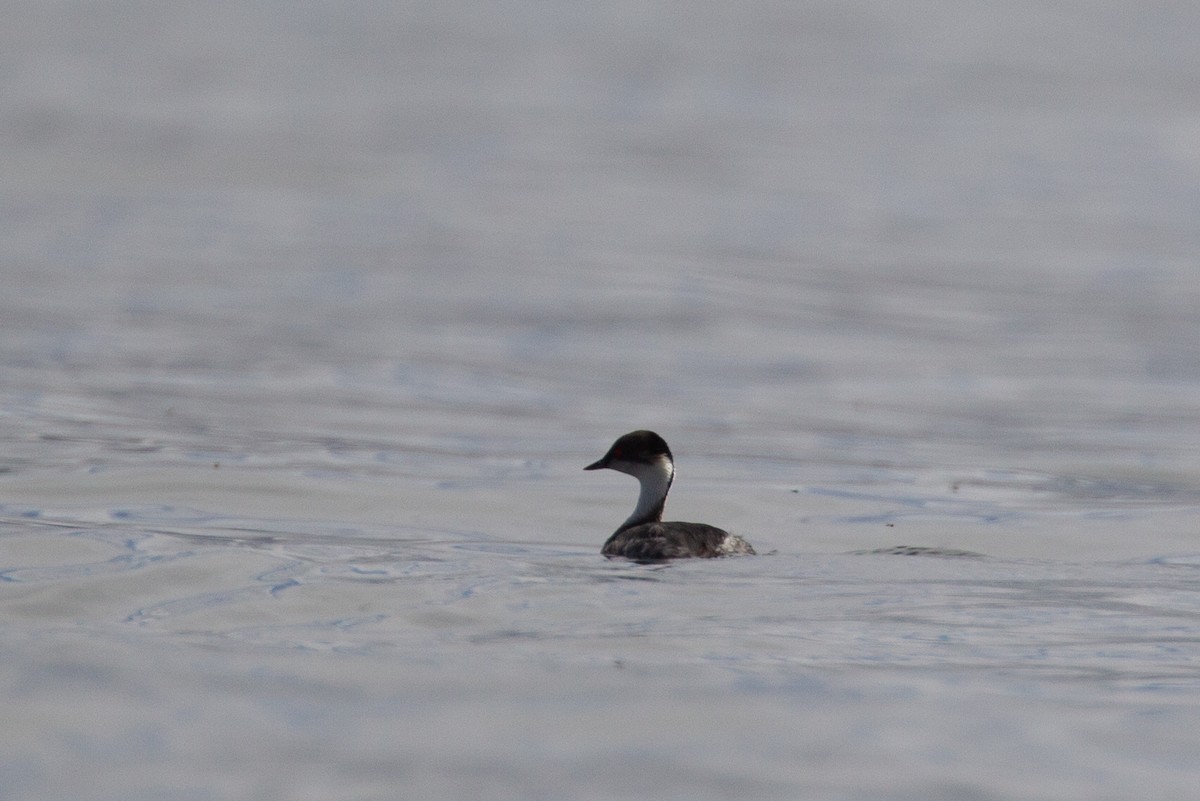 Silvery Grebe - ML620714541