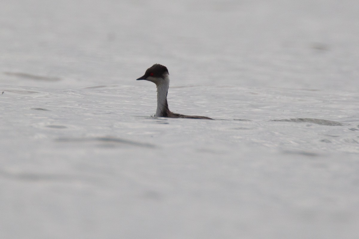 Silvery Grebe - ML620714542