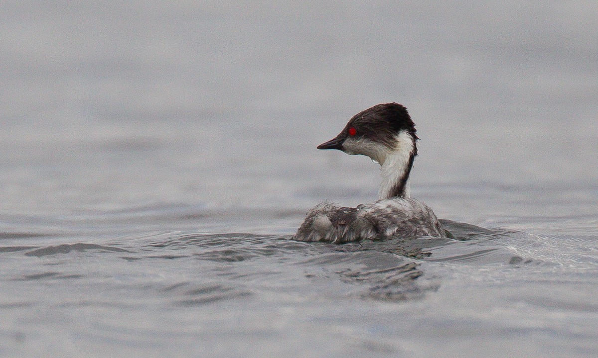 Silvery Grebe - ML620714546