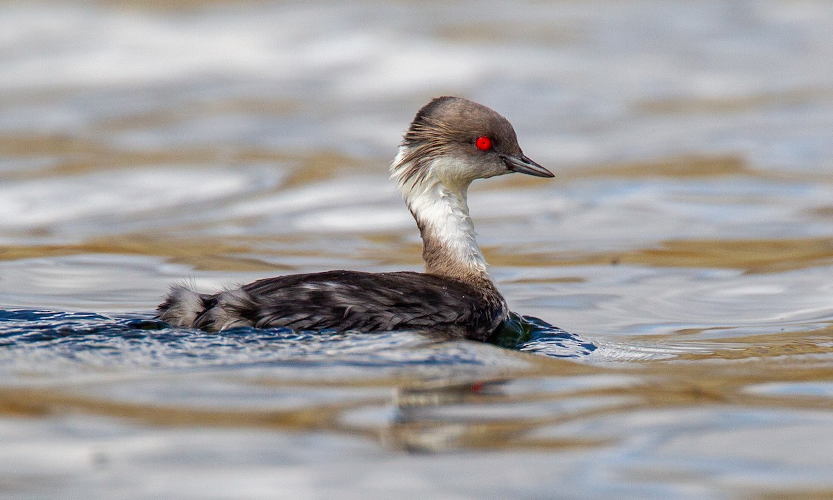 Silvery Grebe - ML620714547