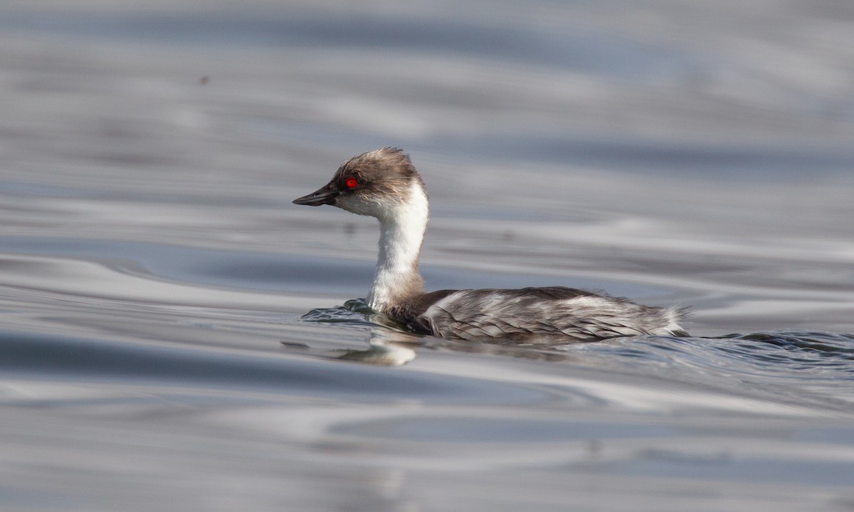 Silvery Grebe - ML620714549