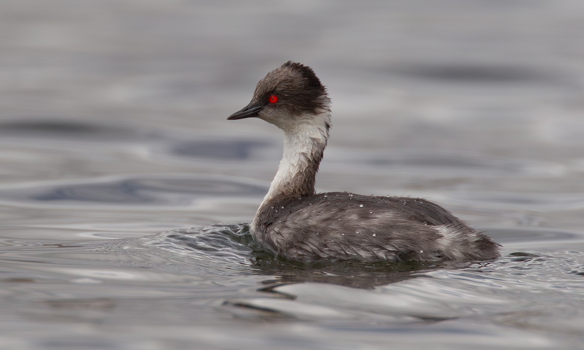 Silvery Grebe - ML620714550