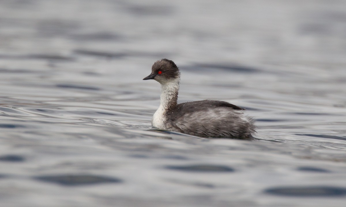 Silvery Grebe - ML620714551