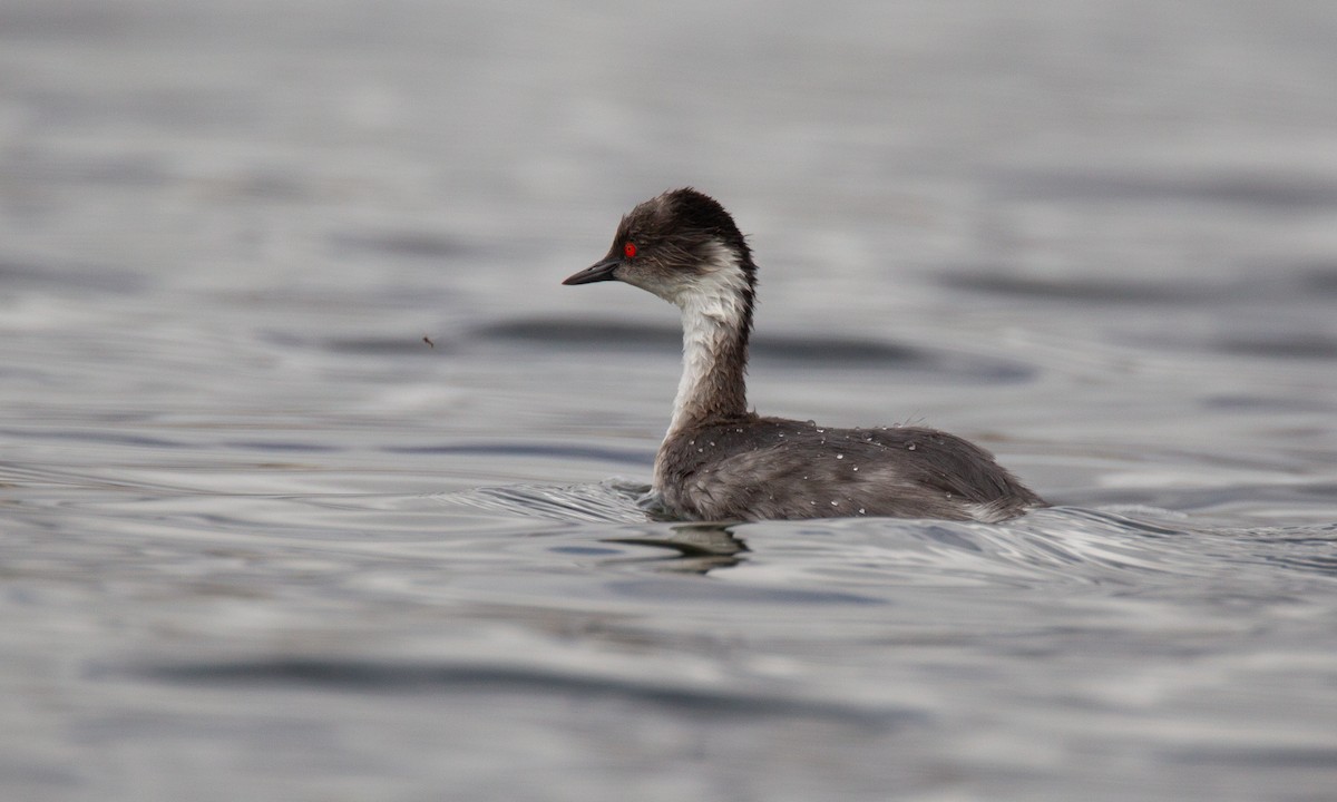 Silvery Grebe - ML620714552