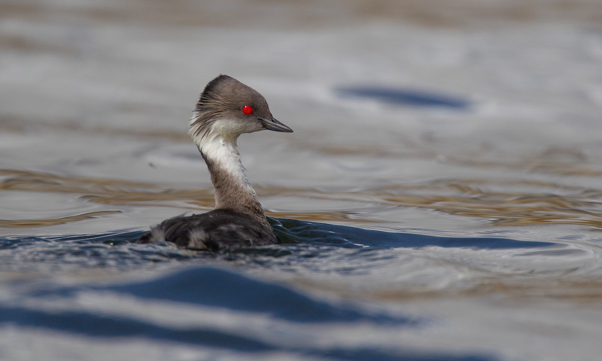 Silvery Grebe - ML620714554