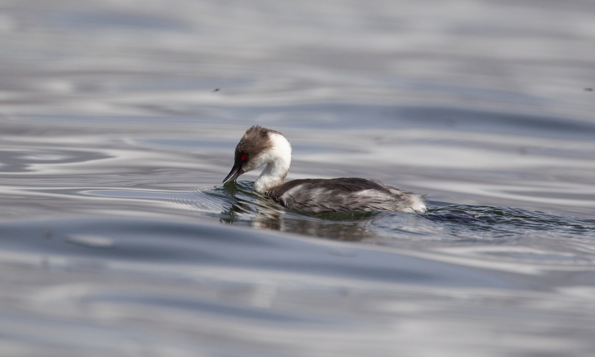 Silvery Grebe - ML620714555