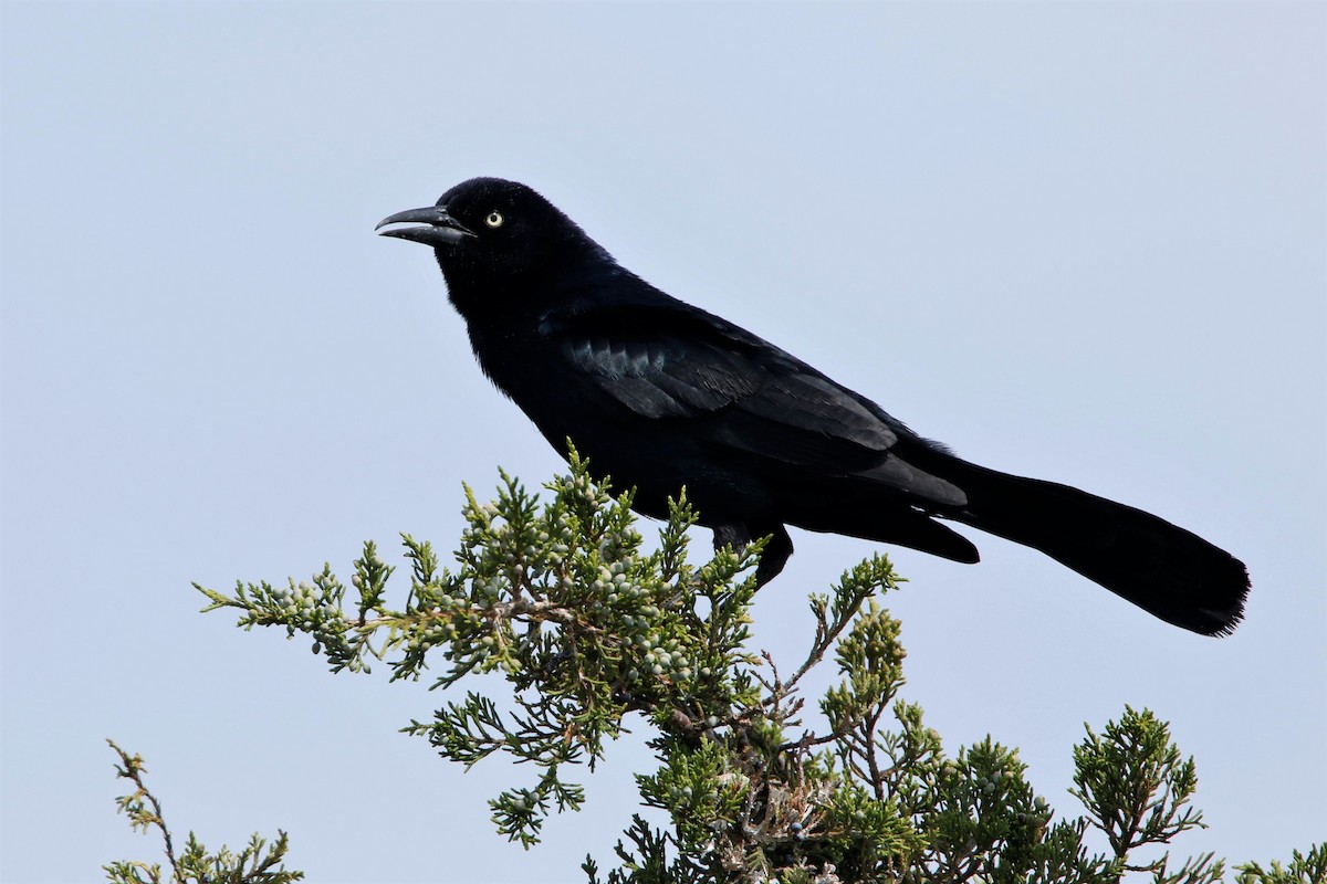 Boat-tailed Grackle - Tim Shelmerdine