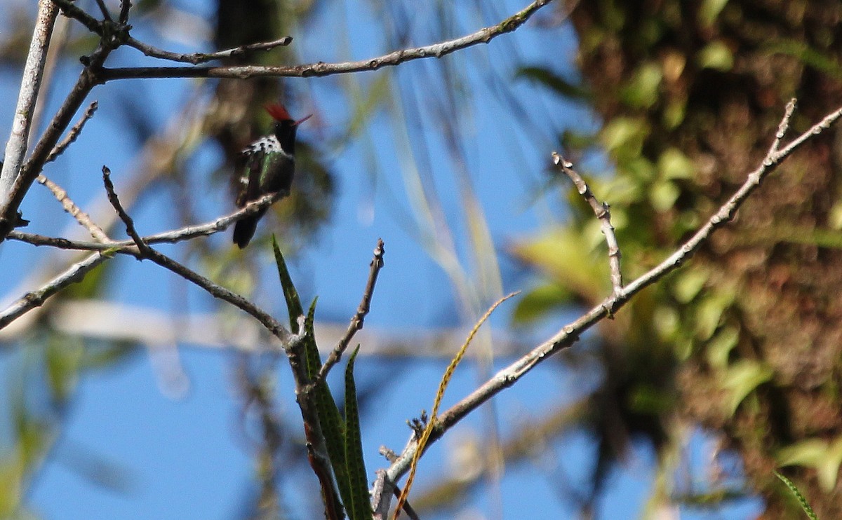 Dot-eared Coquette - ML620714559