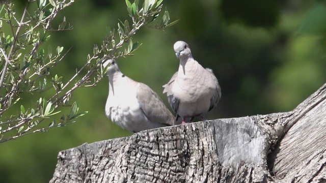 Eurasian Collared-Dove - ML620714561