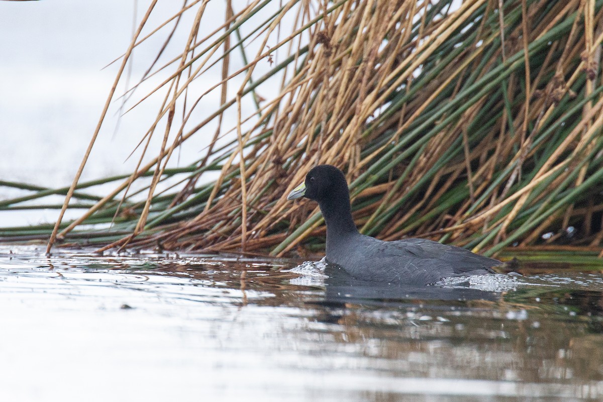 Slate-colored Coot - Chris Wood