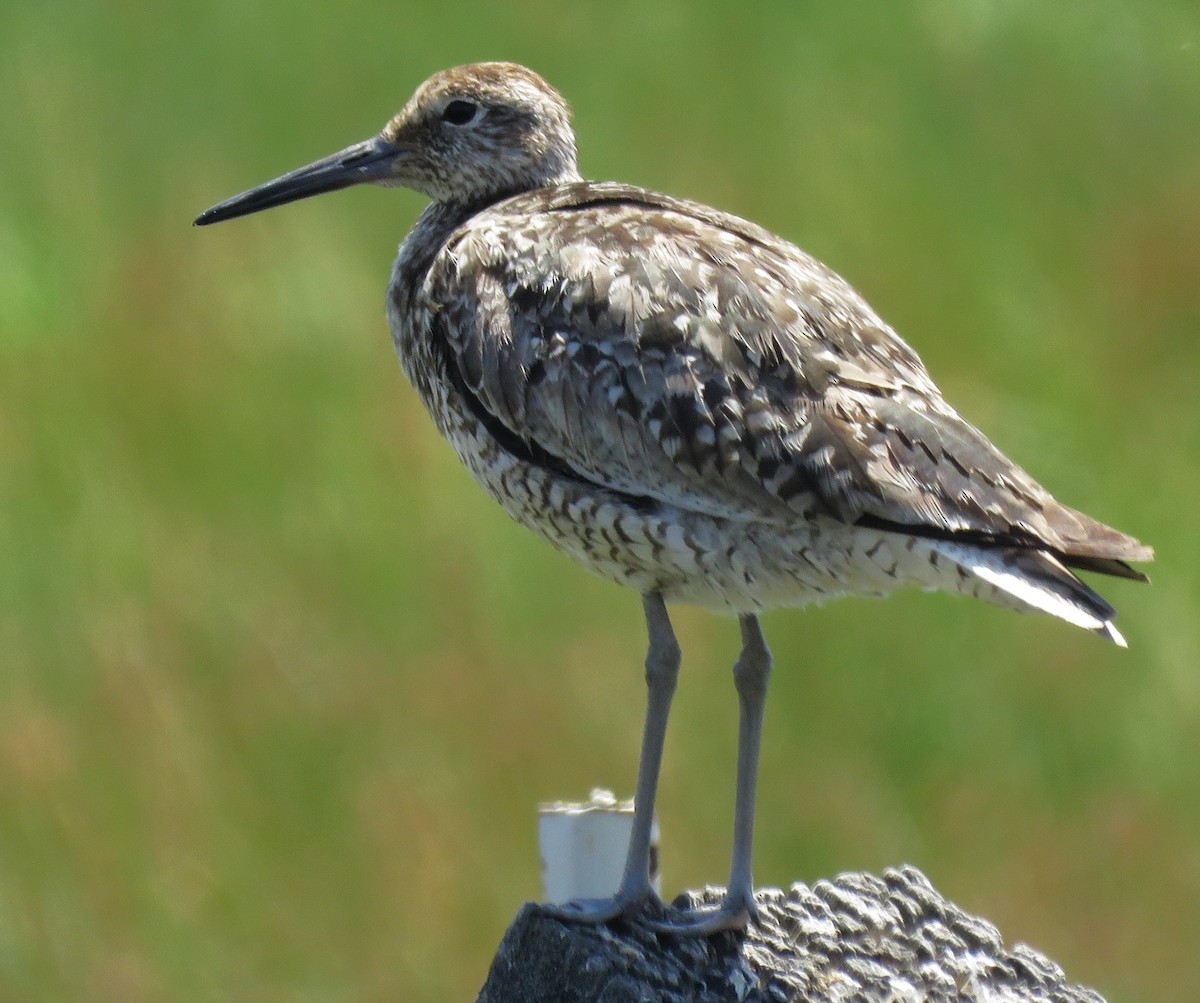 Willet - ML620714567