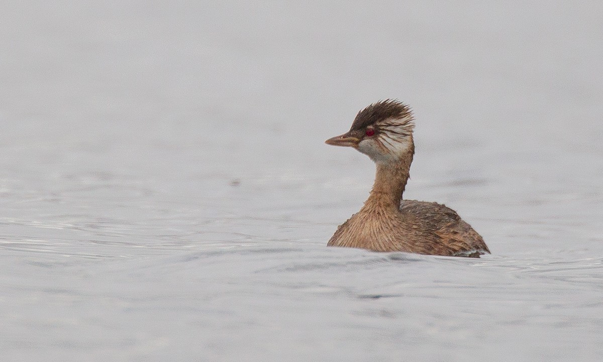 White-tufted Grebe - ML620714572