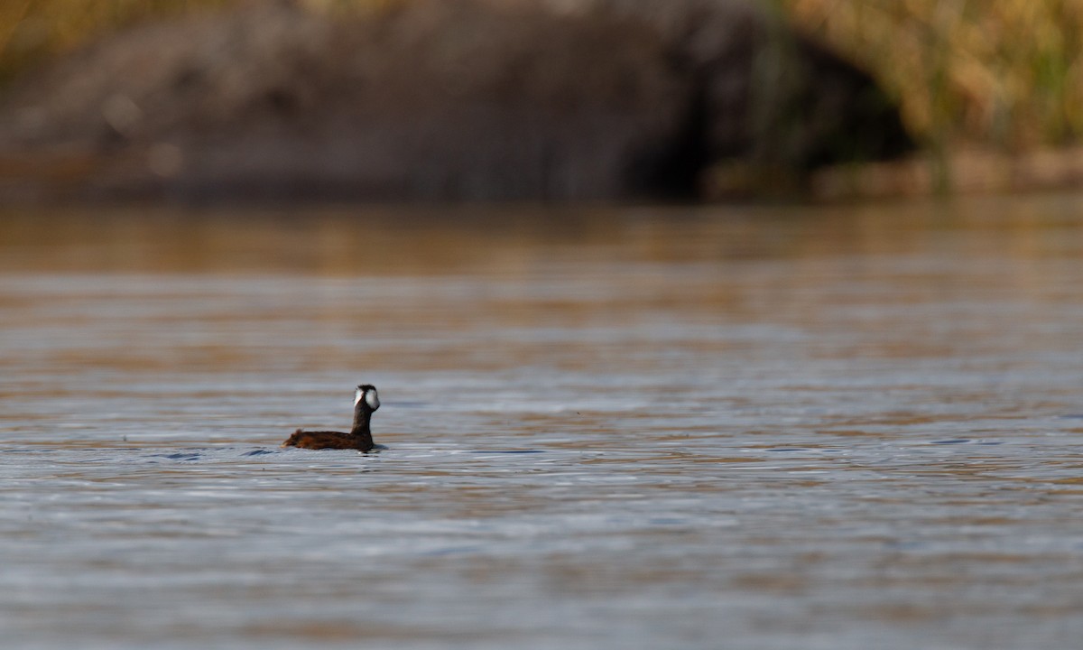 White-tufted Grebe - ML620714573