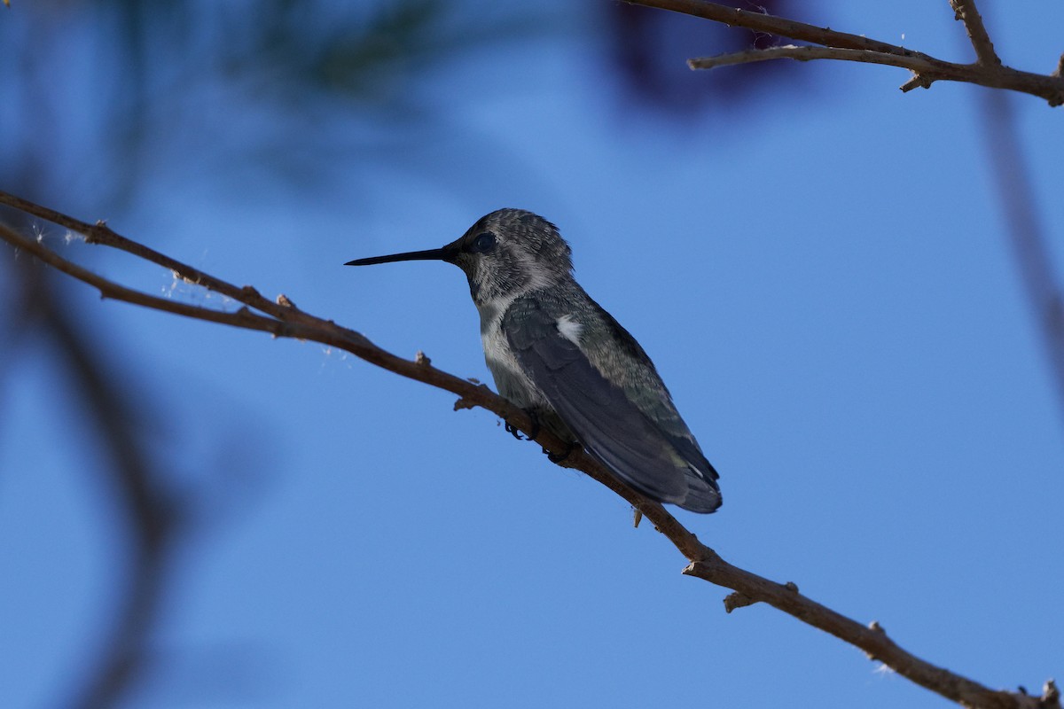 Black-chinned Hummingbird - ML620714574