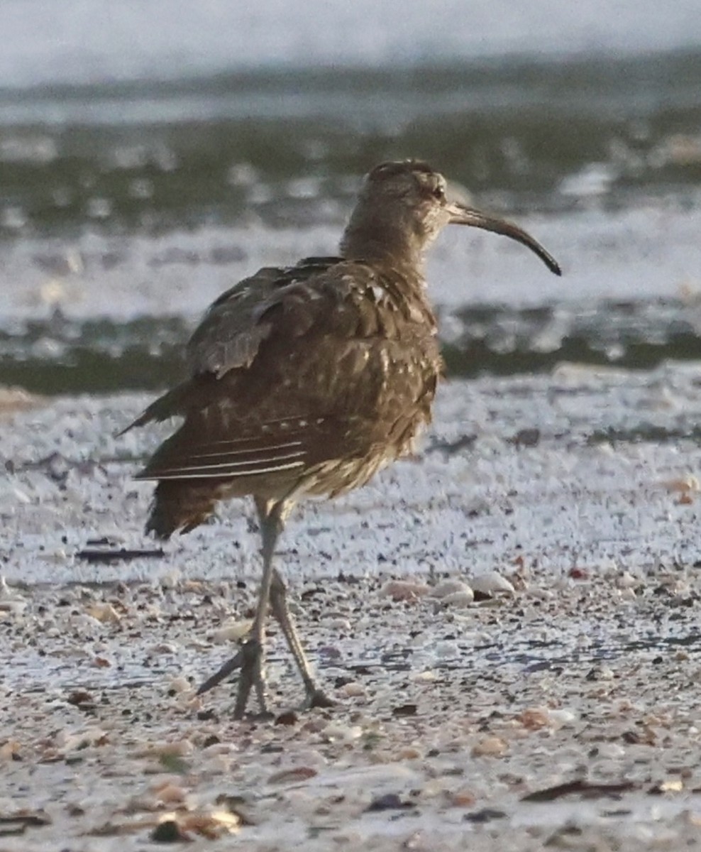 Regenbrachvogel - ML620714576