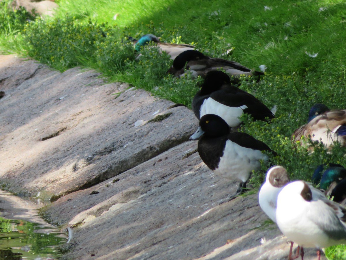 Tufted Duck - Shima Shakory