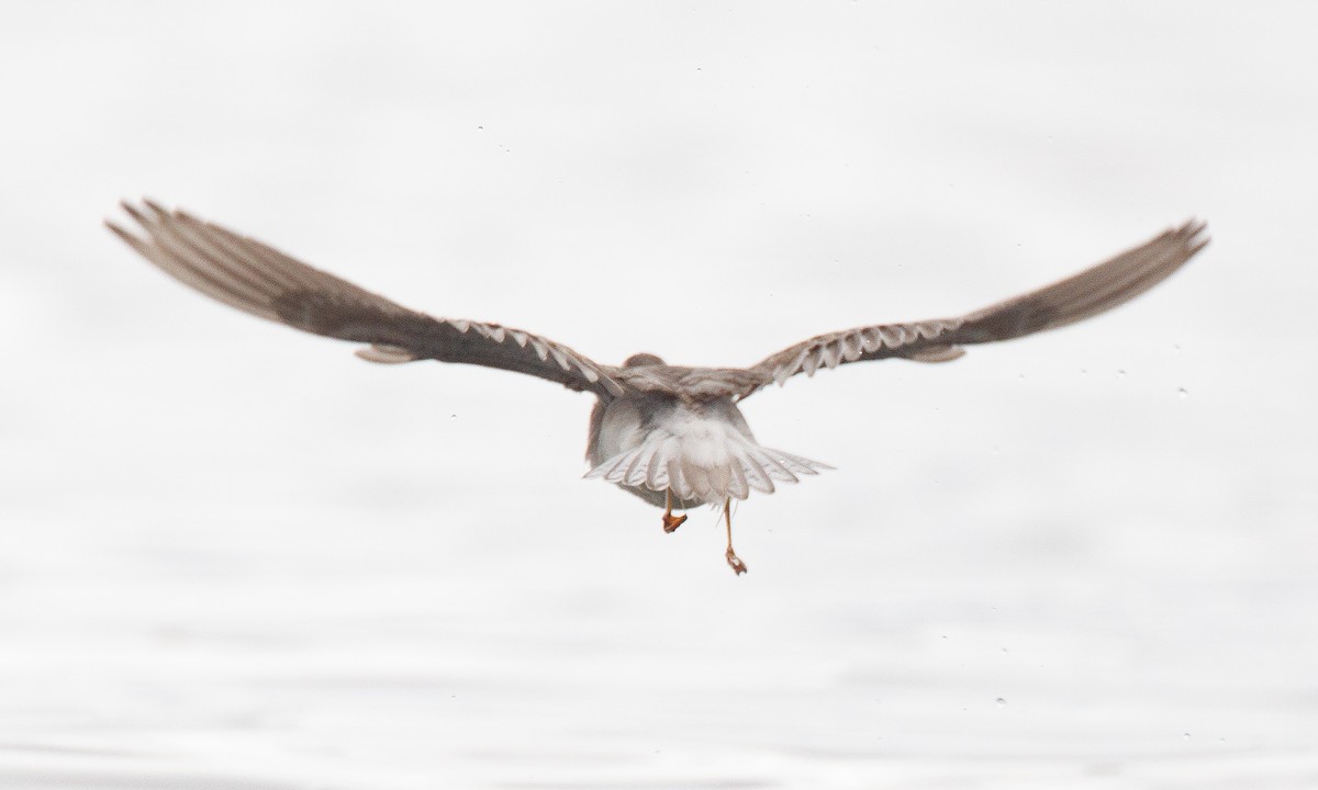 Wilson's Phalarope - ML620714578