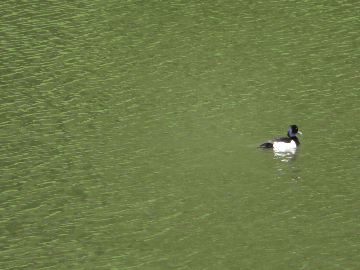 Tufted Duck - ML620714580