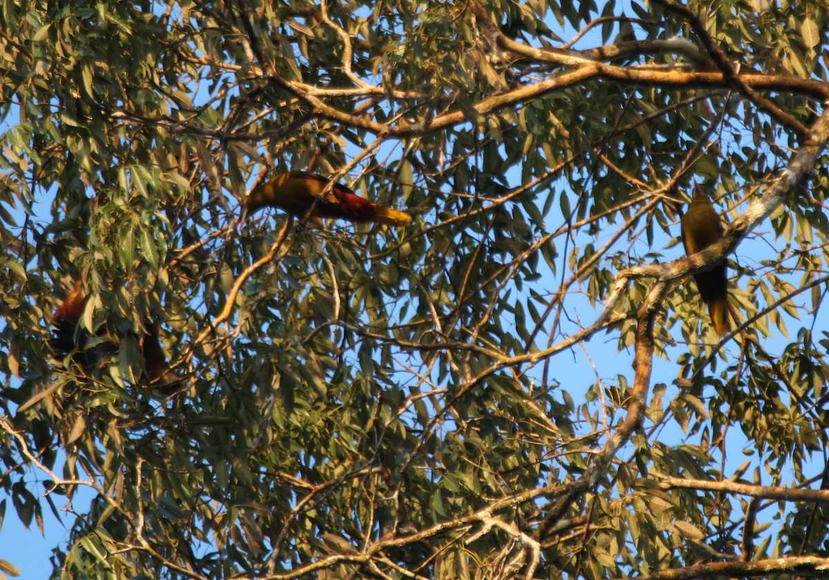 Green Oropendola - ML620714584