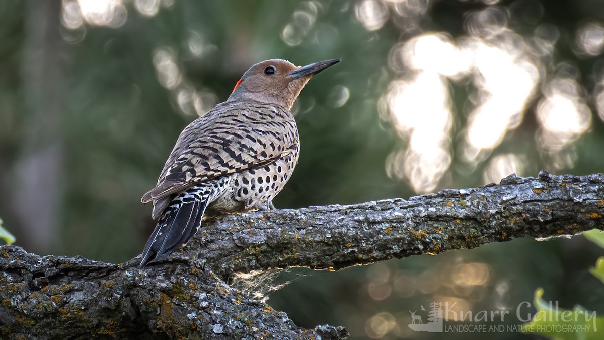 Northern Flicker - ML620714587