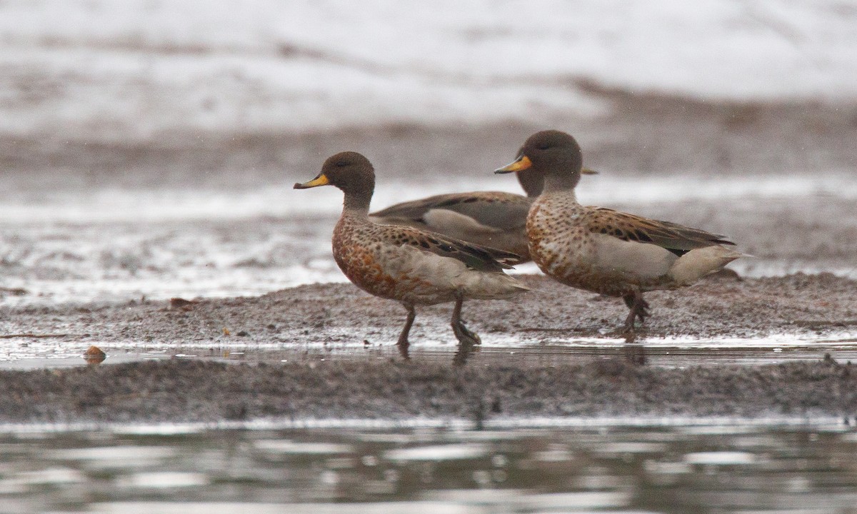 Yellow-billed Teal - ML620714589