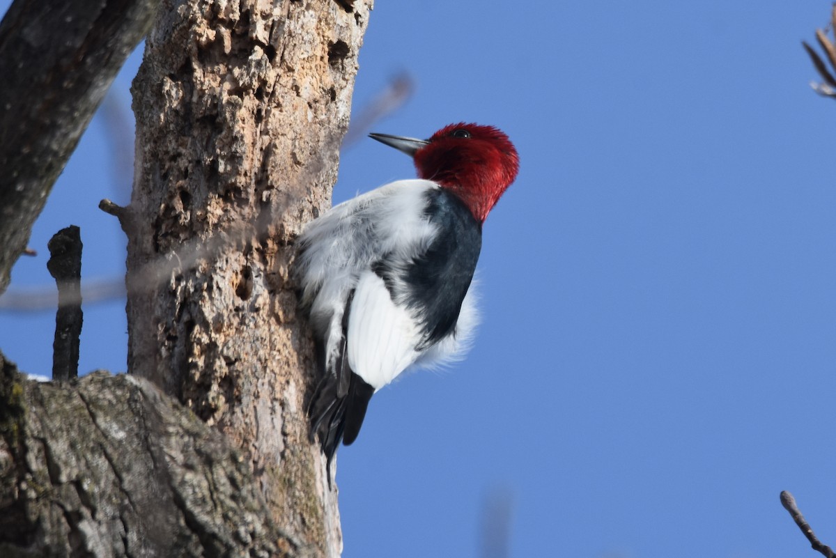 Red-headed Woodpecker - Michael Schall