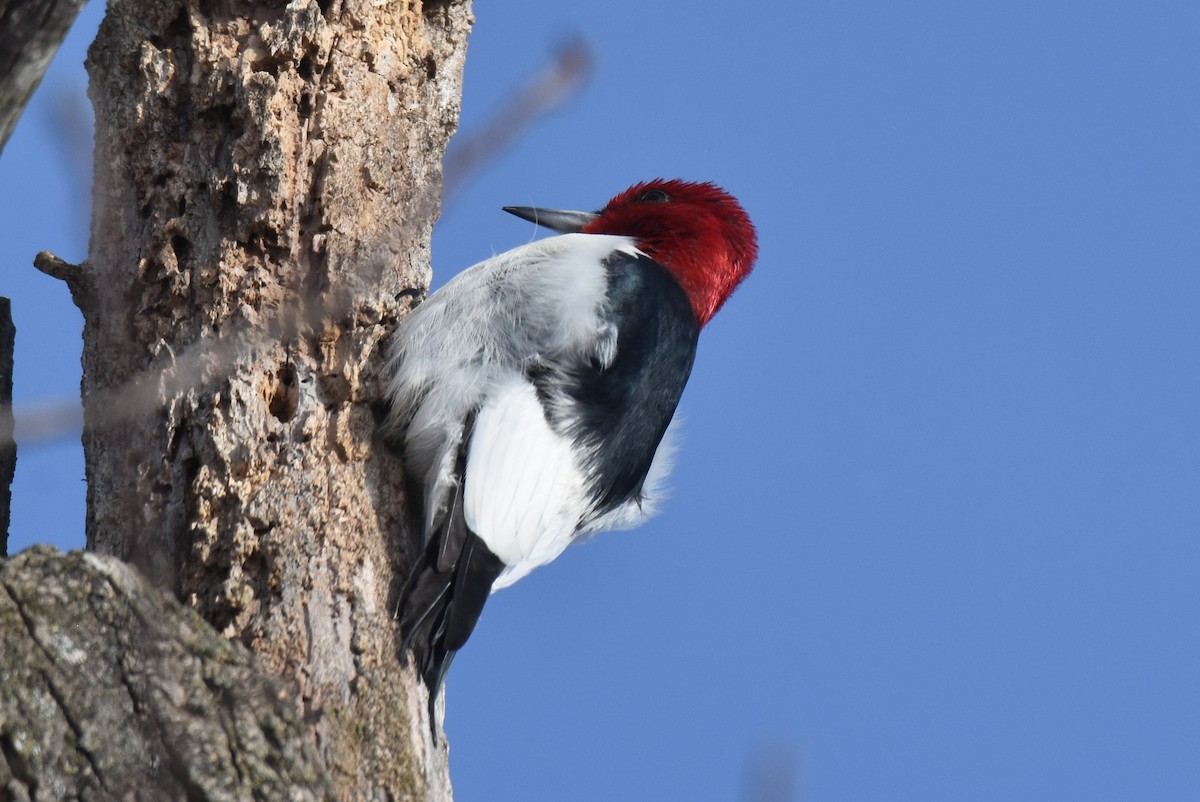 Red-headed Woodpecker - ML620714600