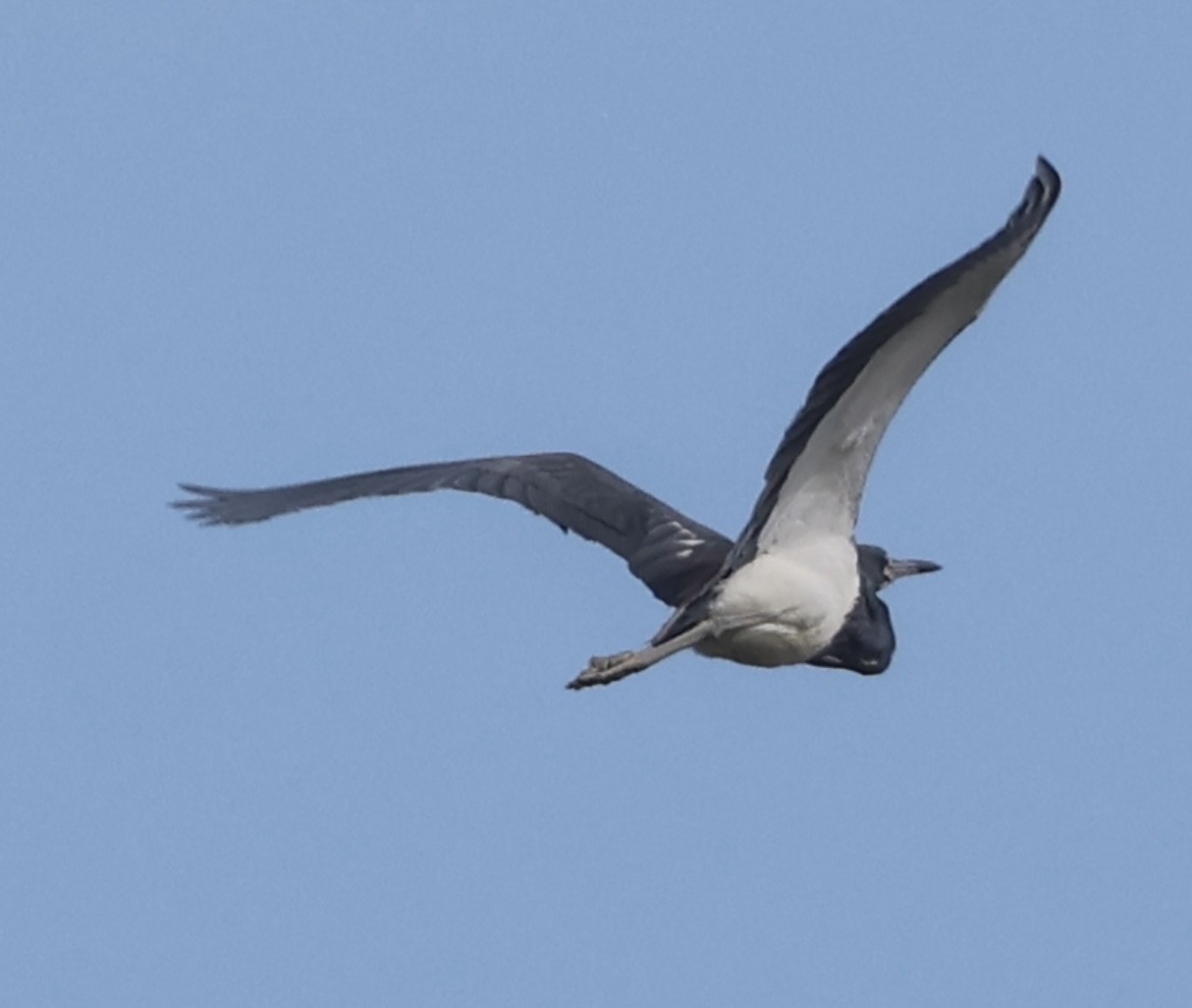 Tricolored Heron - ML620714611