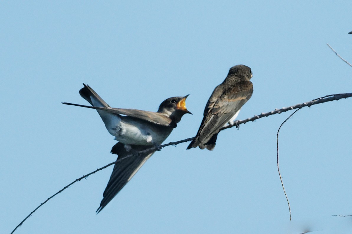 Northern Rough-winged Swallow - ML620714614