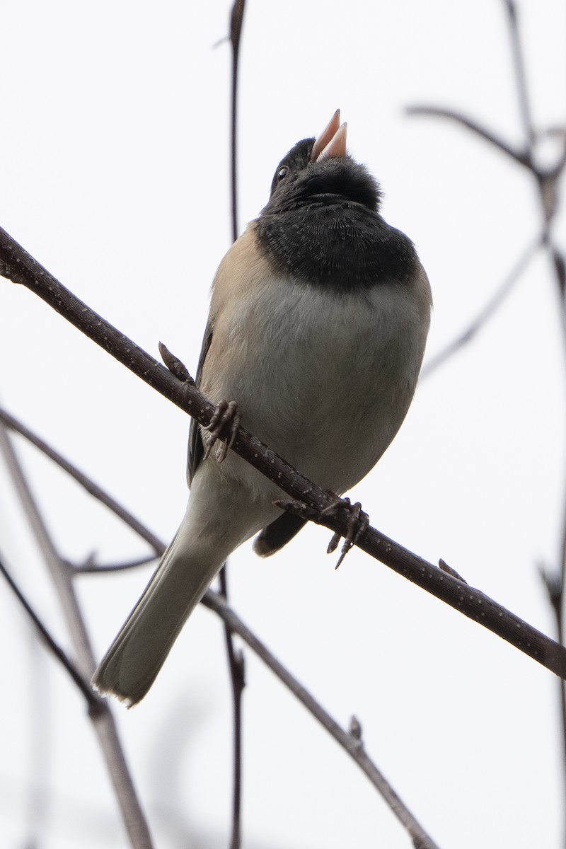 Dark-eyed Junco (Oregon) - ML620714619