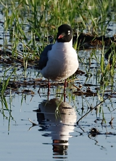 Franklin's Gull - ML620714623