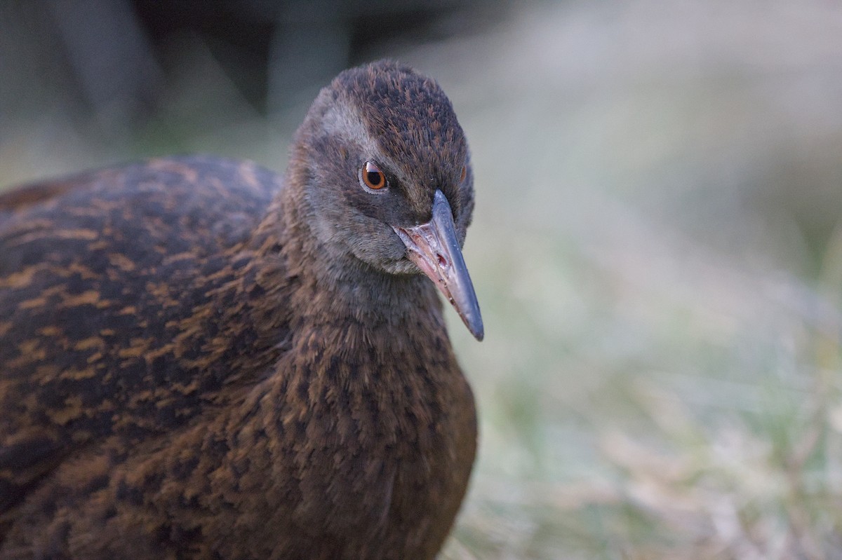 Rascón Weka - ML620714628