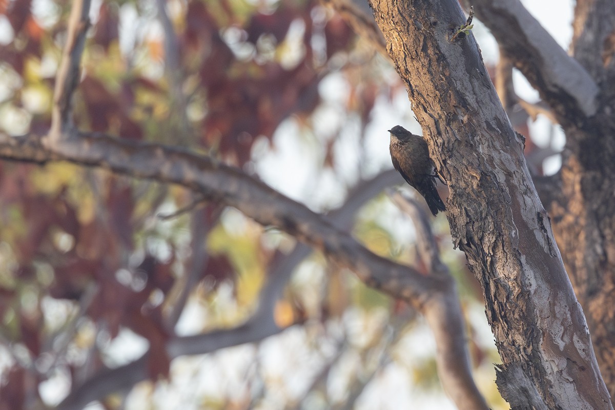 Black-tailed Treecreeper - ML620714632