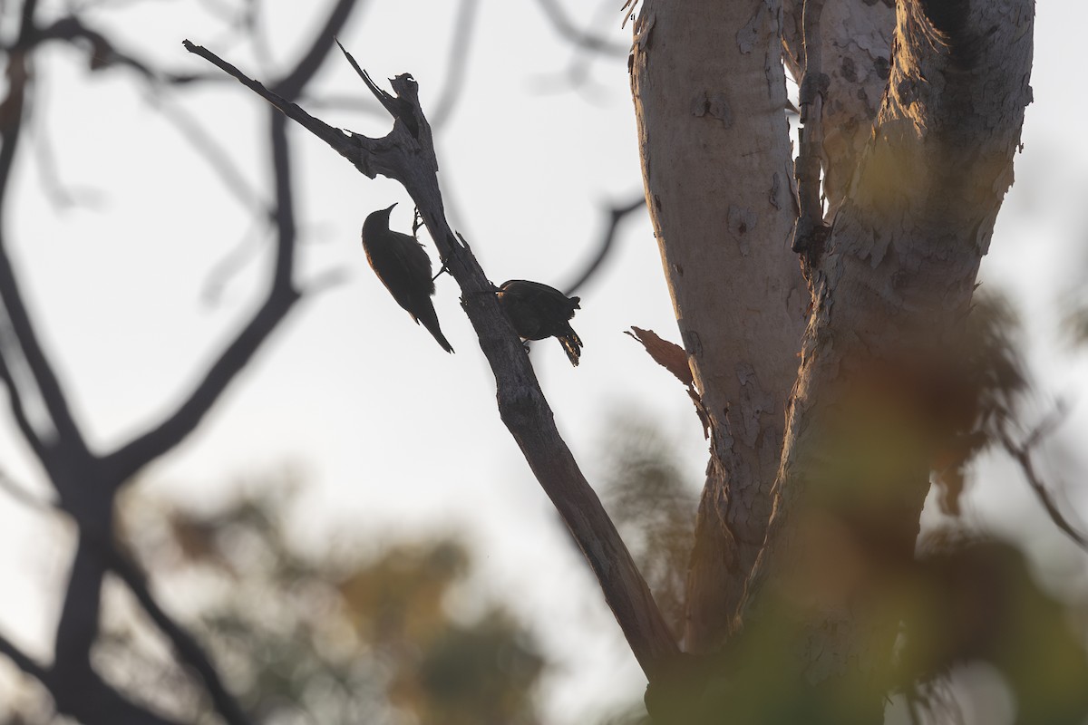 Black-tailed Treecreeper - ML620714633