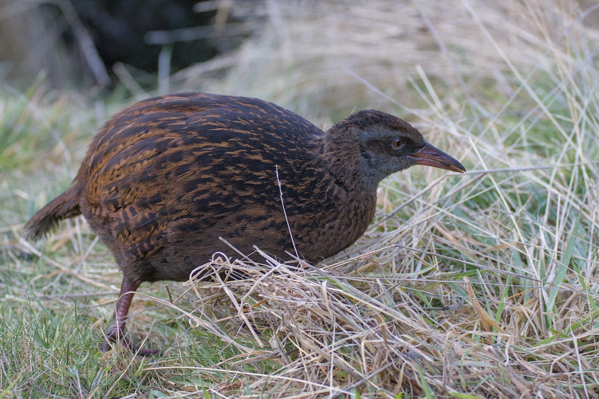 Weka - ML620714648