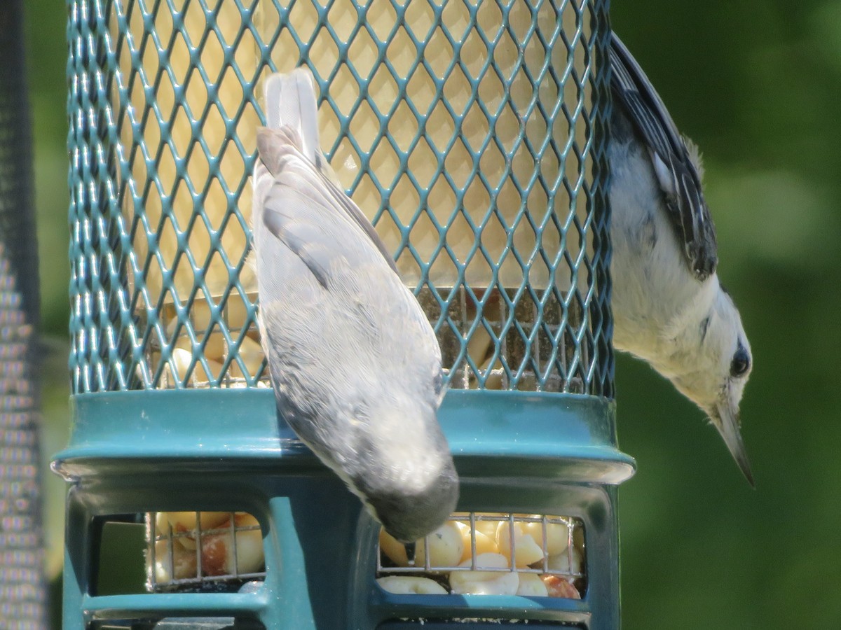 White-breasted Nuthatch - ML620714655