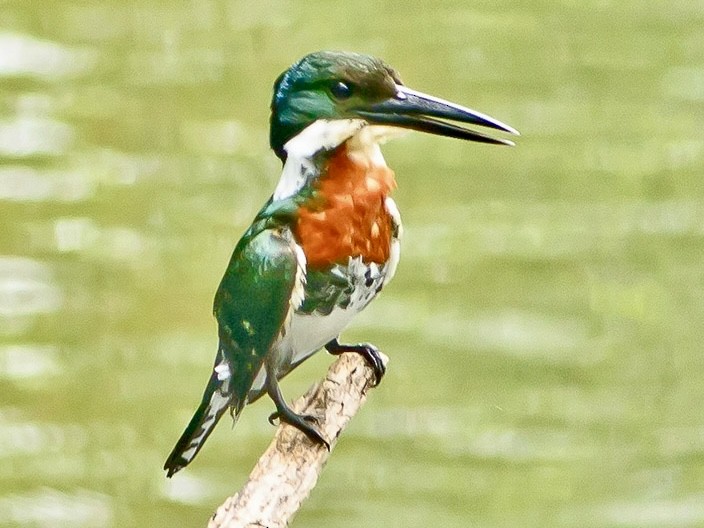 Green Kingfisher - ML620714656