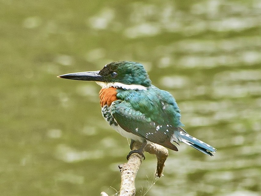 Green Kingfisher - ML620714657