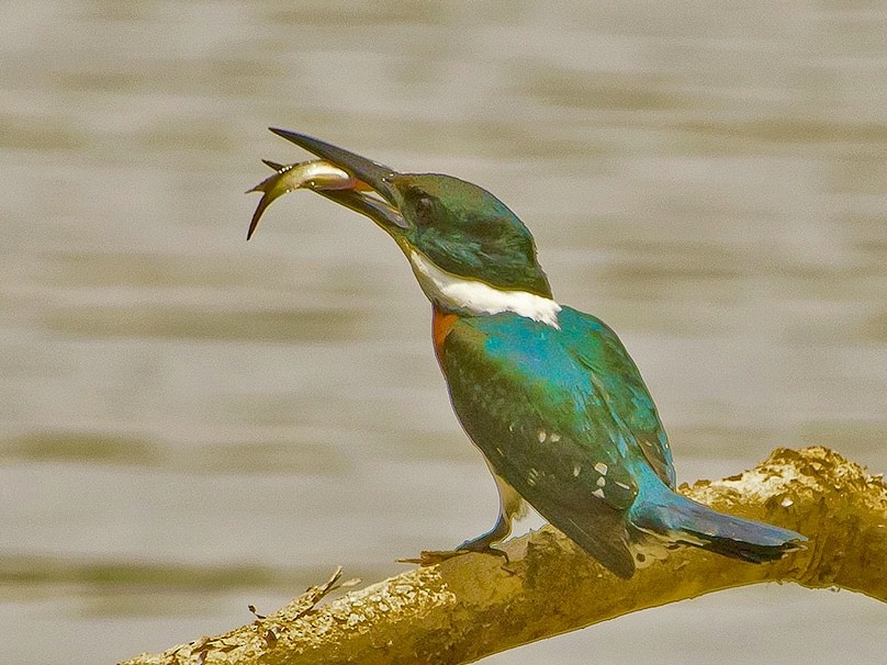 Green Kingfisher - ML620714658