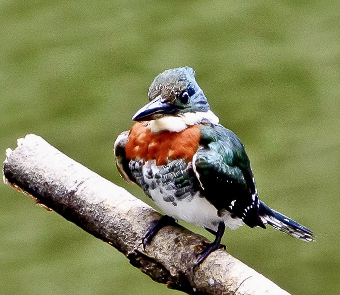 Green Kingfisher - ML620714659