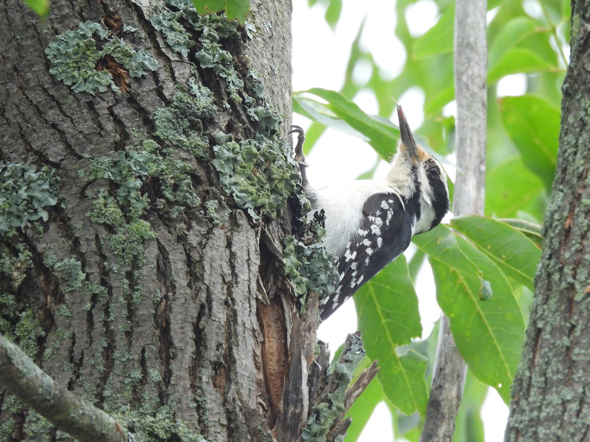 Hairy Woodpecker - ML620714664