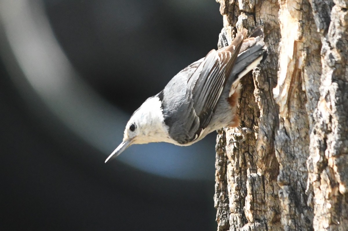 White-breasted Nuthatch - ML620714668