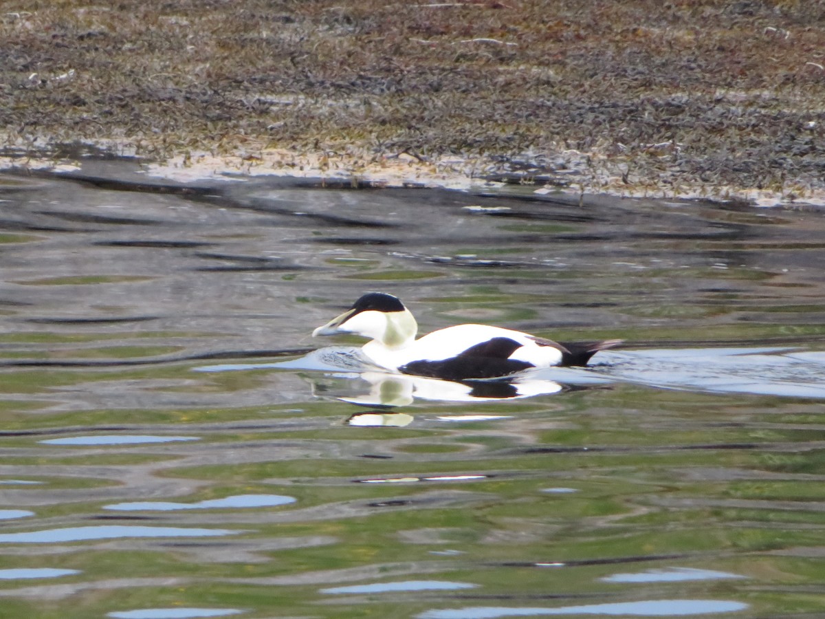 Common Eider - ML620714671