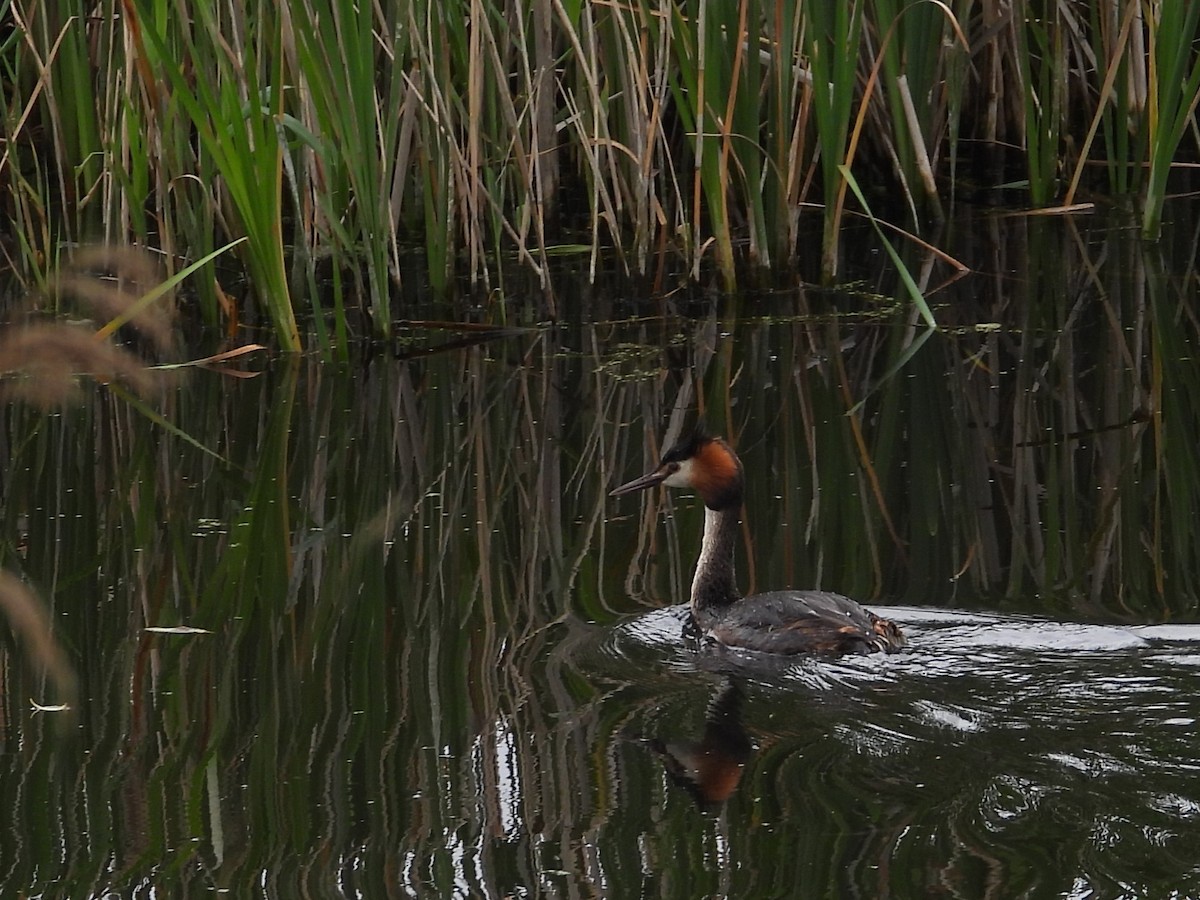 Great Crested Grebe - ML620714672