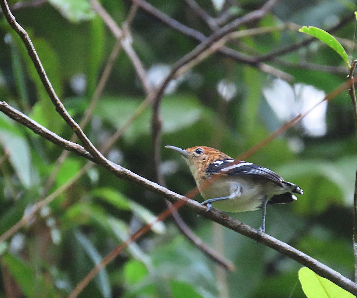 Guianan Streaked-Antwren - ML620714673