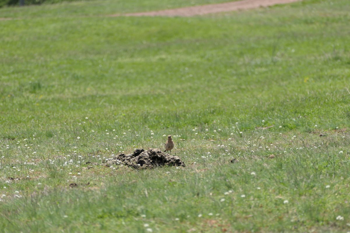 Isabelline Wheatear - ML620714674