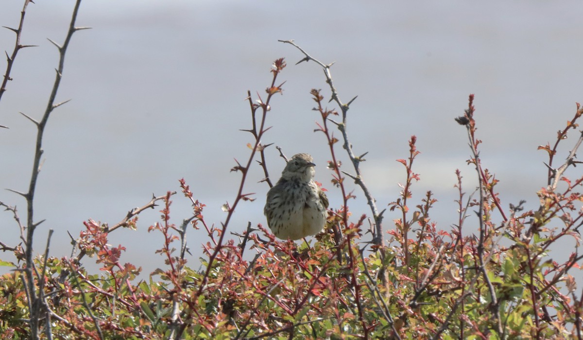 Tree Pipit - ML620714675