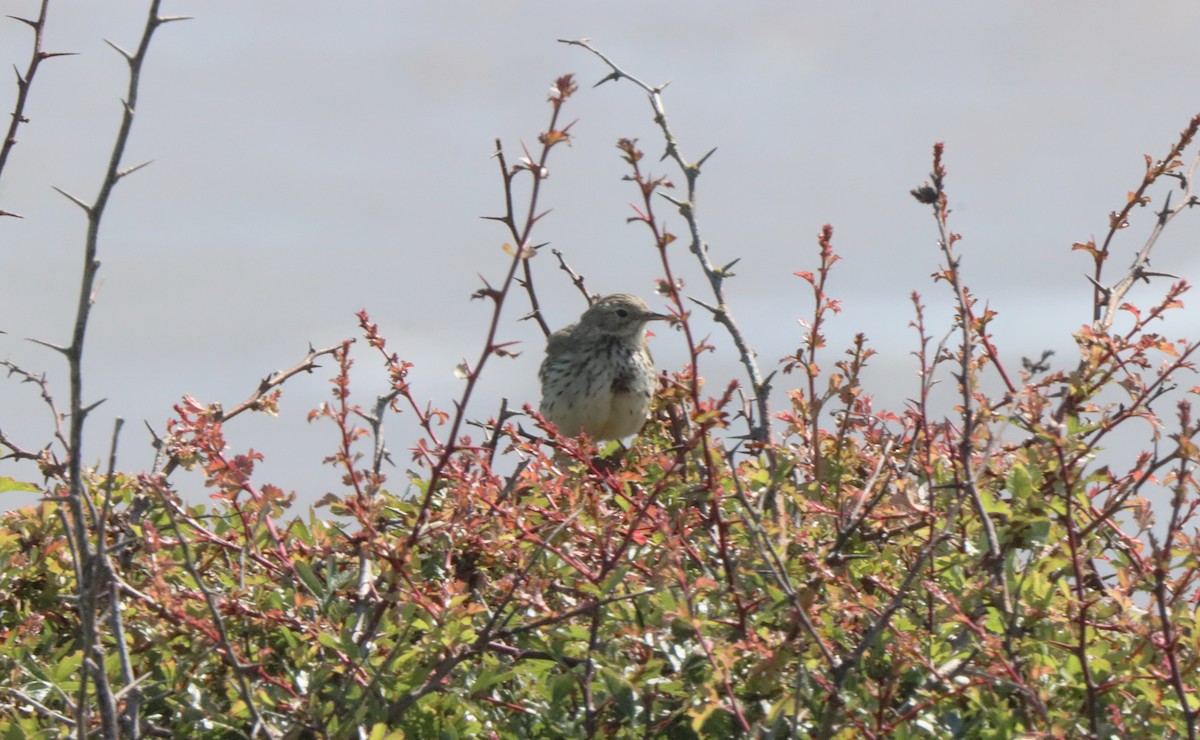 Tree Pipit - ML620714676